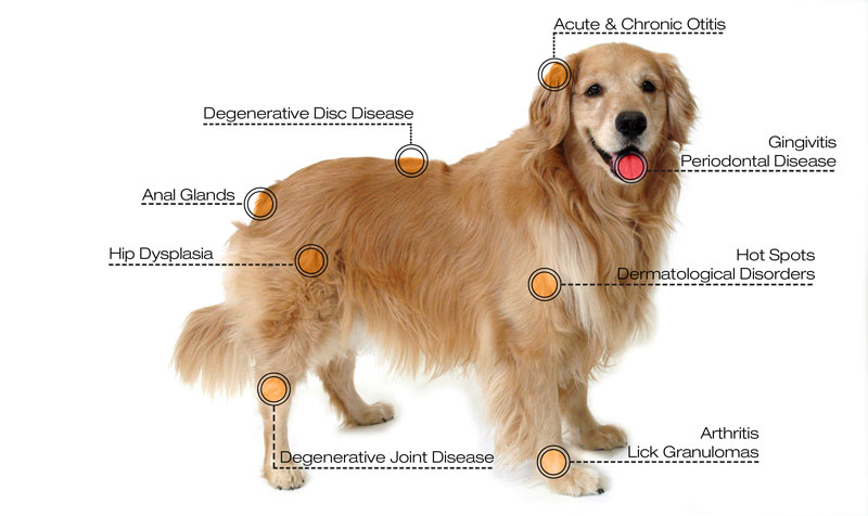 Laser Therapy - Dog Diagram